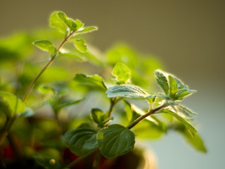Fresh rising peppermint from own garden