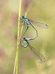 Paarungsrad der Großen Pechlibelle (Ischnura elegans)