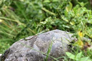 Zauneidechse auf Stein