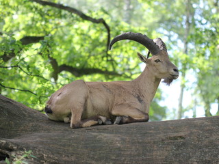 Westkaukasischer Steinbock