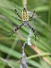 Wespenspinne (Argiope bruennichi)