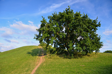 Fototapeta premium drzewo na wzgórzu