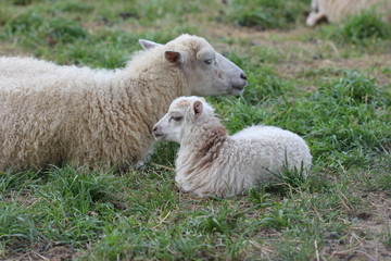 Skuddenschaf mit Lamm