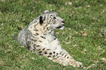 Naklejka premium panthère des neiges (Panthera uncia)