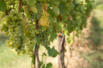 Obraz premium Green grapes on vine