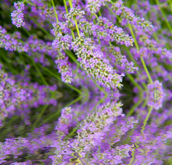 Obraz premium flowers of lavender