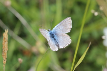 Silbergrüner Bläuling (Polyommatus coridon)