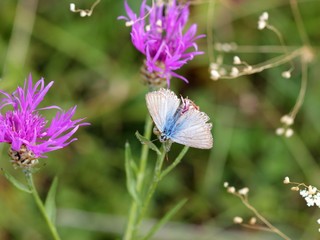 Silbergrüner Bläuling (Polyommatus coridon)
