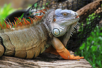 Big iguana