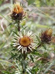 Gold-Distel (Carlina vulgaris)