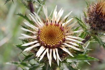Gold-Distel (Carlina vulgaris)