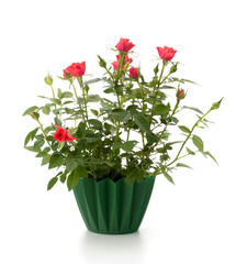 Beautiful rose in flowerpot
