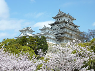 Fototapeta premium Himeji Castle and cherry blossom