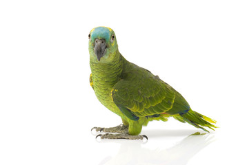 Blue fronted Amazon parrot on white background