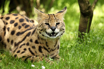 serval (Leptailurus serval) 