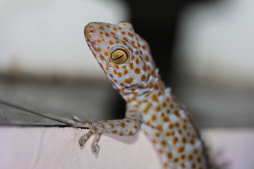 Tukkee auf Nahrungssuche