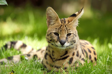 serval (Leptailurus serval) 