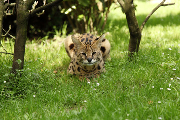 serval (Leptailurus serval) 