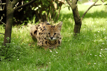 serval (Leptailurus serval) 