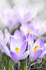 Purple crocus blossoms