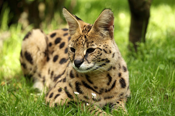 serval (Leptailurus serval) 