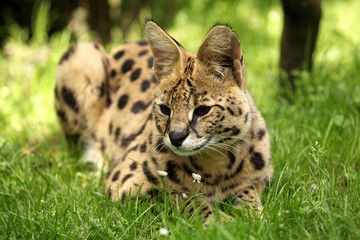serval (Leptailurus serval) 