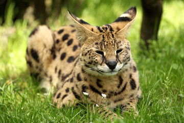 serval (Leptailurus serval) 
