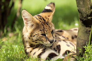 serval (Leptailurus serval) 