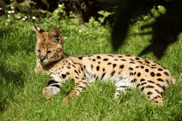 serval (Leptailurus serval) 