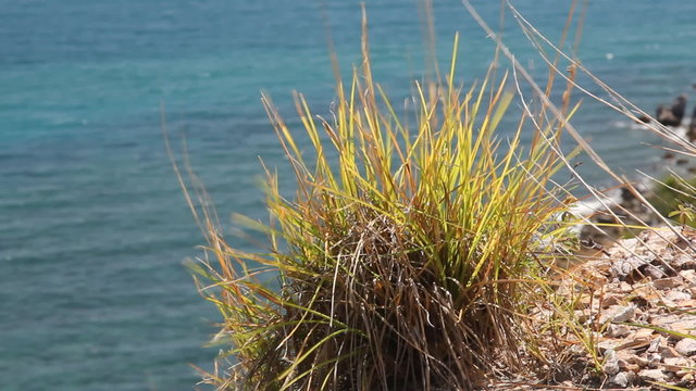 Little plant on the top of mountian with sea