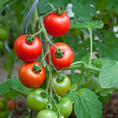 Tomaten - Solanum lycopersicum