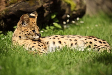 serval (Leptailurus serval) 