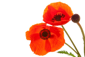 Obraz premium Poppies