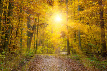 Panele Szklane Podświetlane  Sonne im Herbstwald, schwäbische Alb