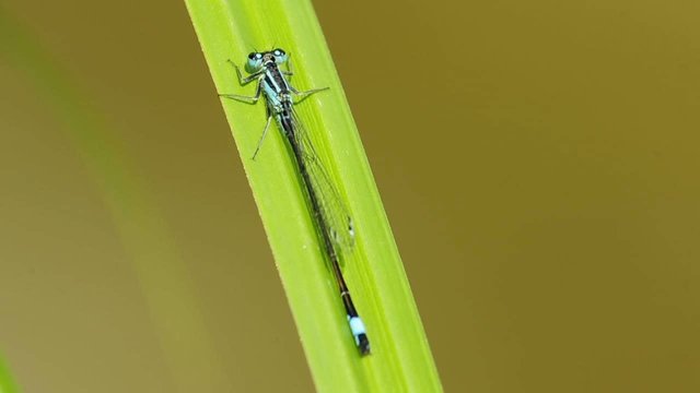 Gro&szlig;e Pechlibelle