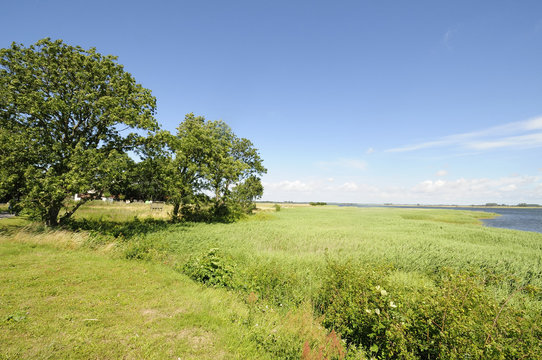 ummanz 51