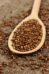 Heap coriander seeds in wooden spoon