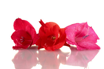 beautiful buds of colorful gladiolus isolated on white close-up