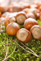 Hazelnuts (filbert) on the moss
