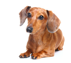 brown short hair dachshund dog