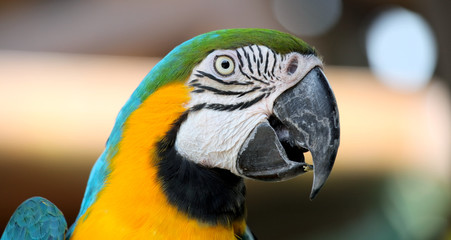 Macaw parrot