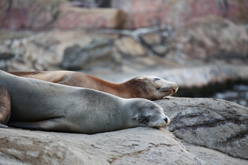 sea lion sleeping