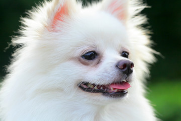 White Pomeranian dog
