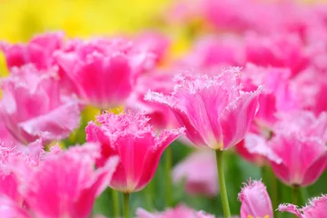 Garden poster Tulip tulip in flower field
