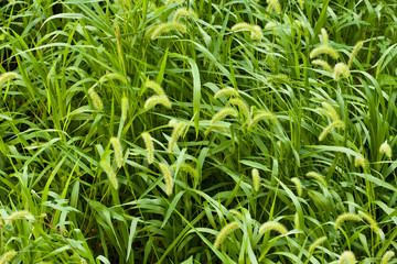 Green foxtail