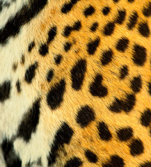 Real Leopard Skin