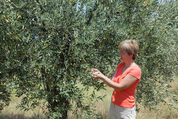 Agronomist inspecting quality of olive tree in orchard