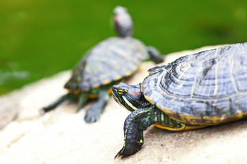 turtle