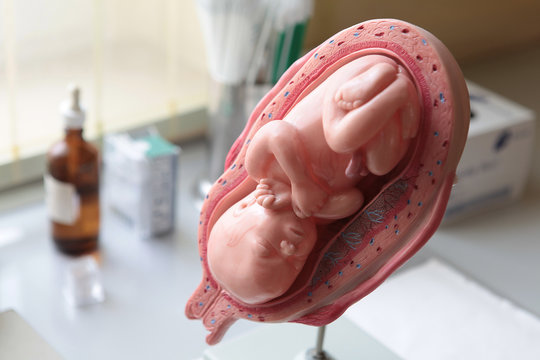 Modell eines menschlichen Foetus