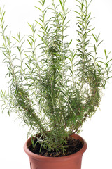 pianta di rosmarino in vaso